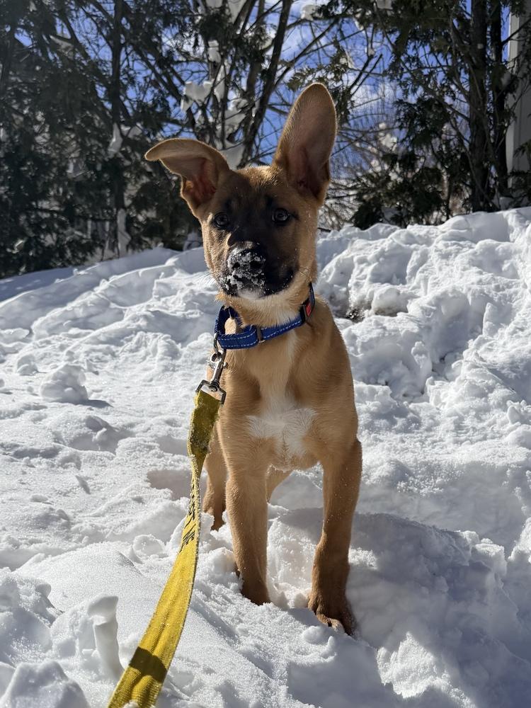 Enlarge Stormin Norman - 26025, a Adoptable mixed breed in Armonk, NY image 5/6