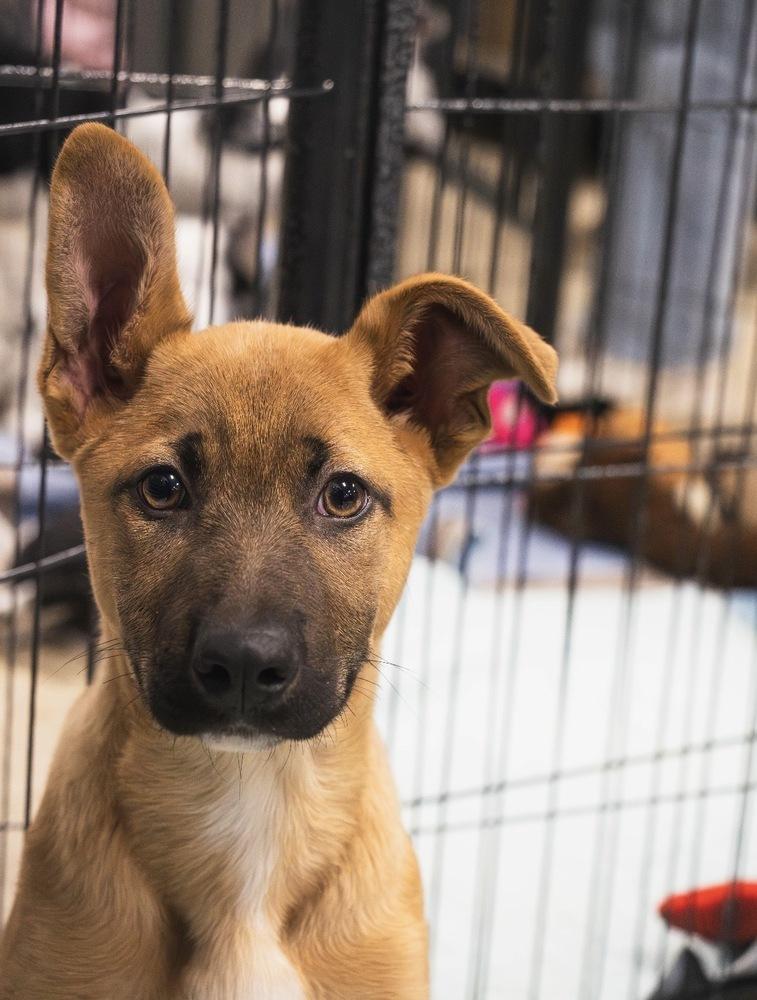 Enlarge Stormin Norman - 26025, a Adoptable mixed breed in Armonk, NY image 6/6