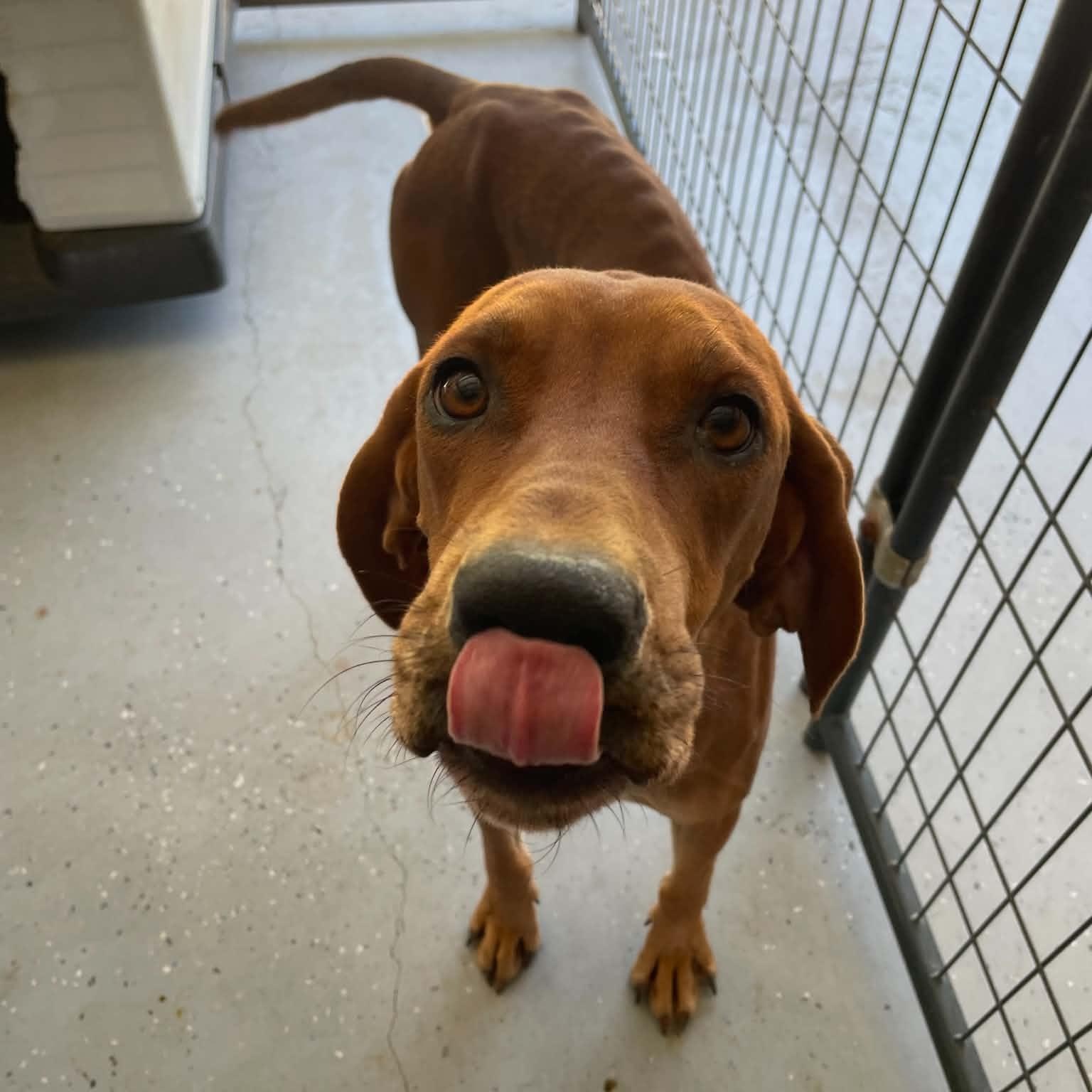 Trudy, Adoptable, Adult Female Hound.