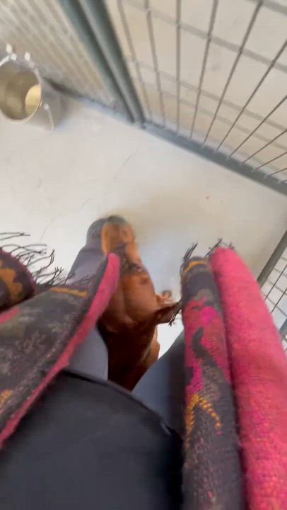 Enlarge Trudy, a Adoptable Hound in Bishopville, SC video 2/2