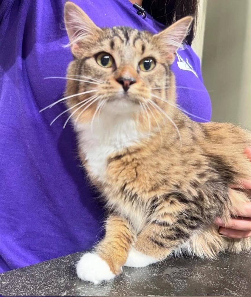Enlarge Eos, a Adoptable mixed breed in Pawtucket, RI image 4/4
