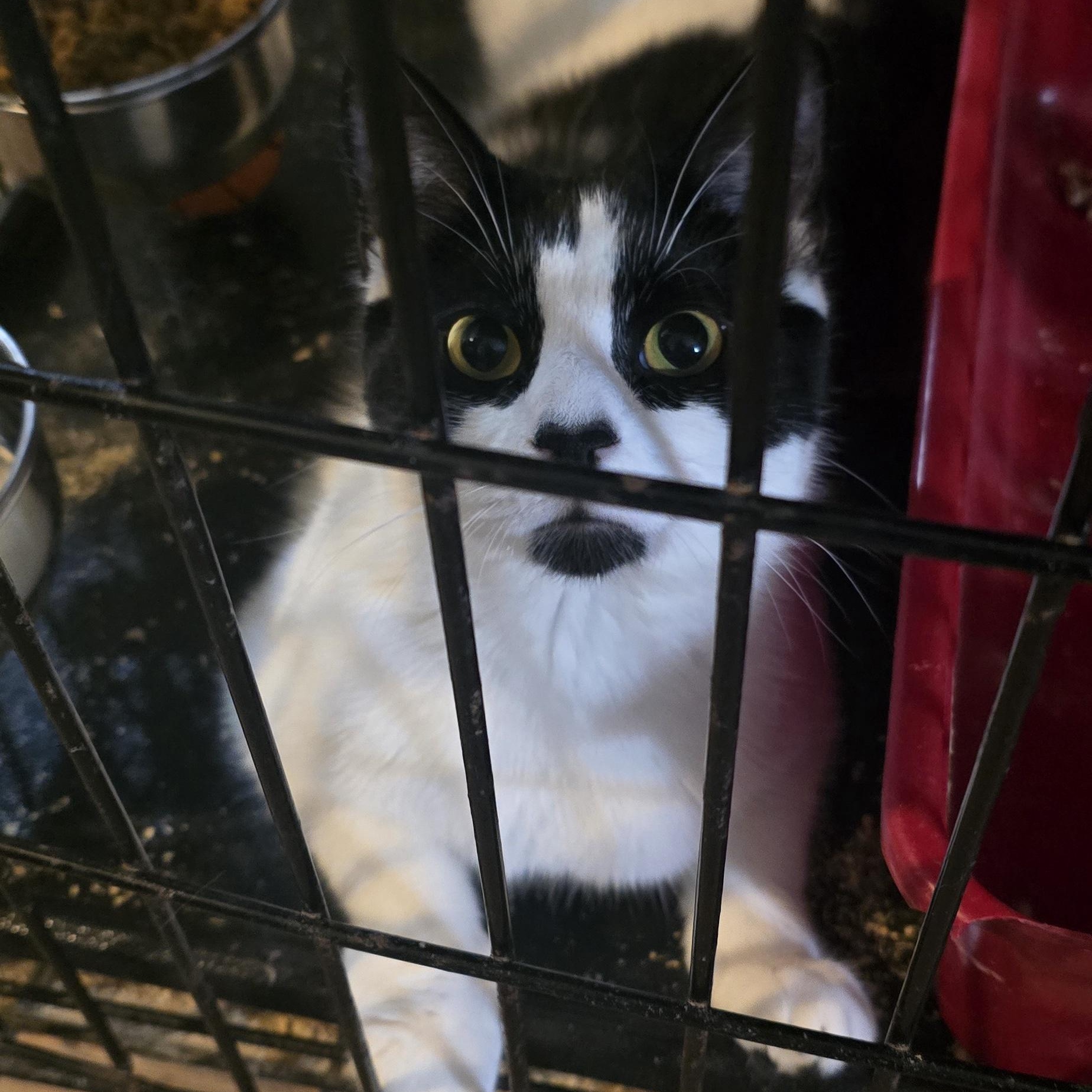 Enlarge Johnny, a ADOPTABLE Domestic Medium Hair in Eastlake, OH image 2/2