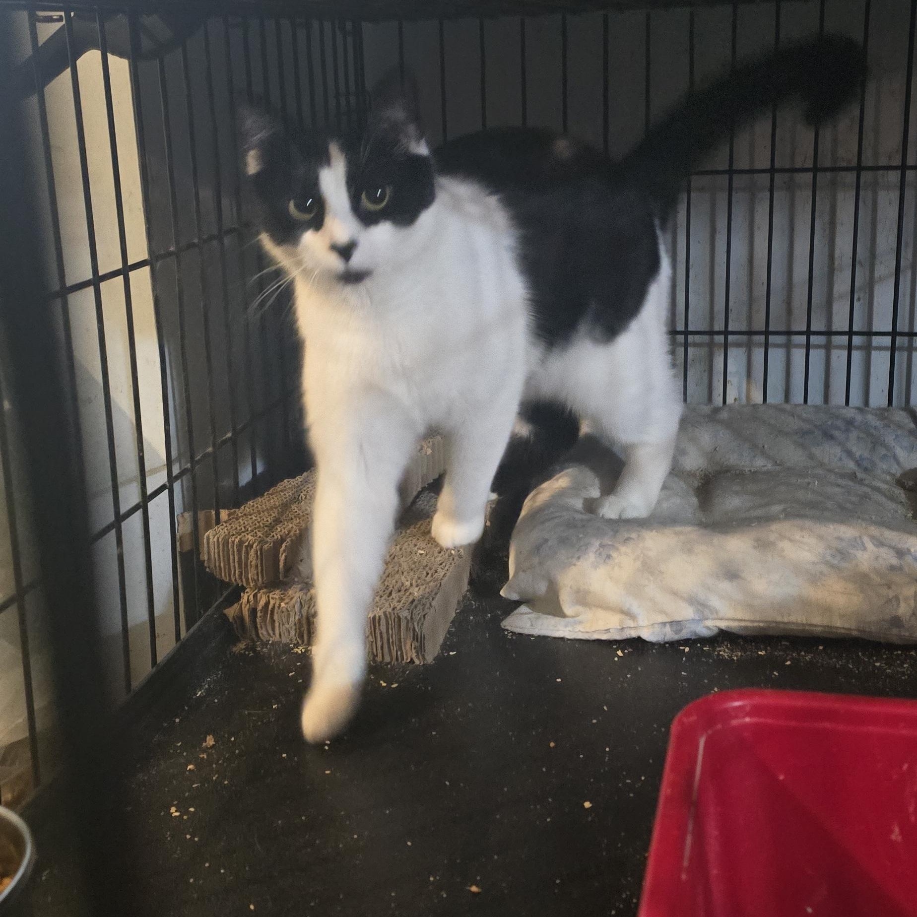 Johnny, ADOPTABLE, Young Male Domestic Medium Hair.