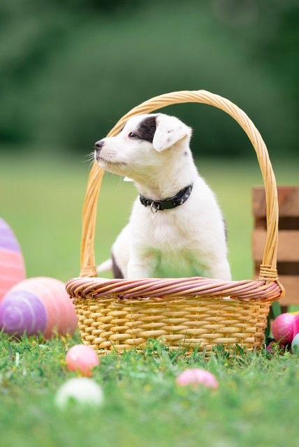 Enlarge April (NKA Molly), a Adopted Australian Shepherd in Garner, NC image 1/3