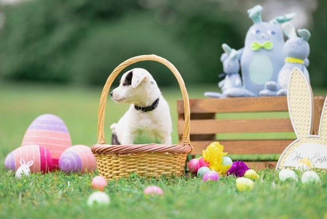 Enlarge April (NKA Molly), a Adopted Australian Shepherd in Garner, NC image 2/3