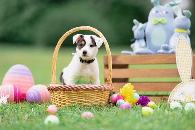 Enlarge April (NKA Molly), a Adopted Australian Shepherd in Garner, NC image 3/3