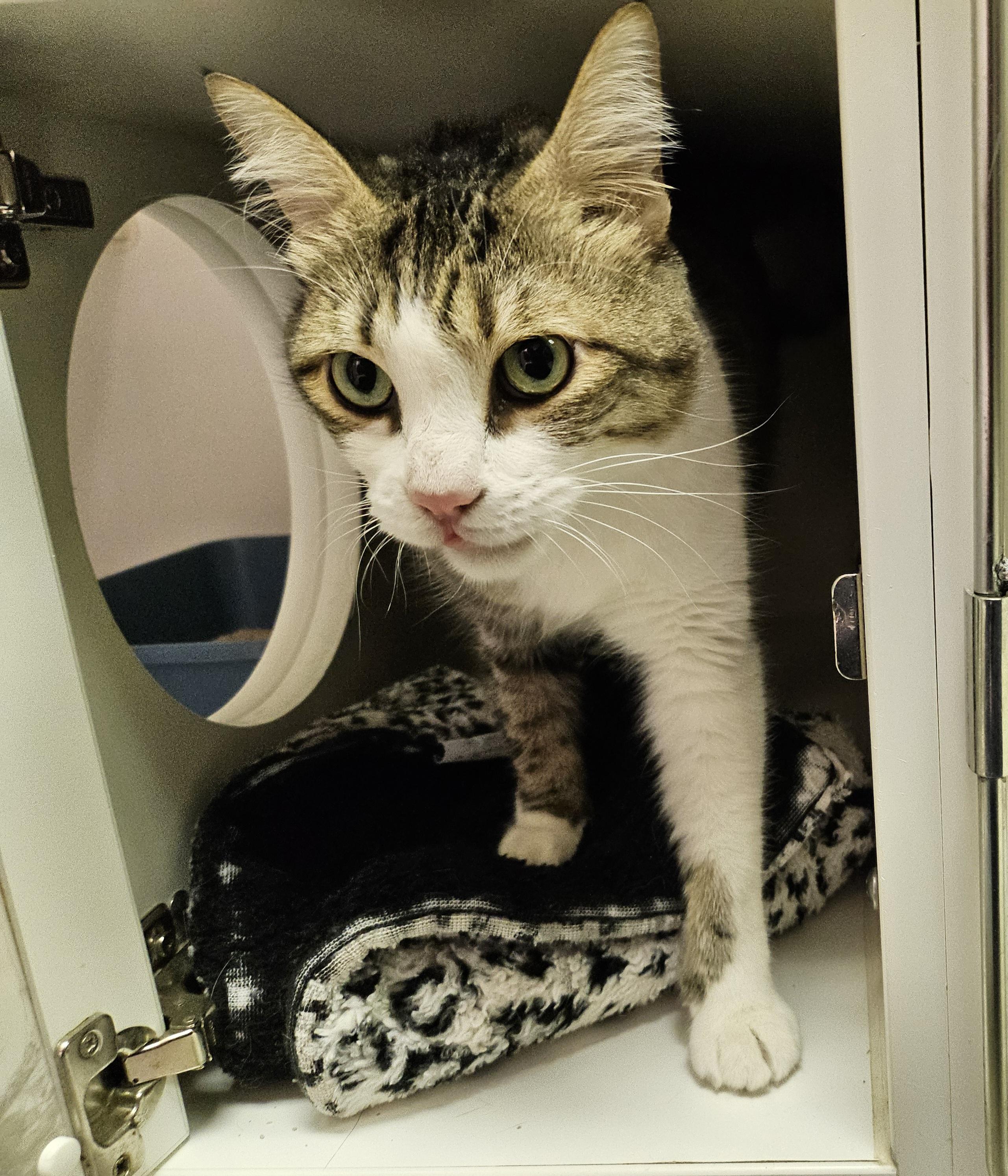 Harley-D, a Adopted Domestic Short Hair in Tucson, AZ image 1/3