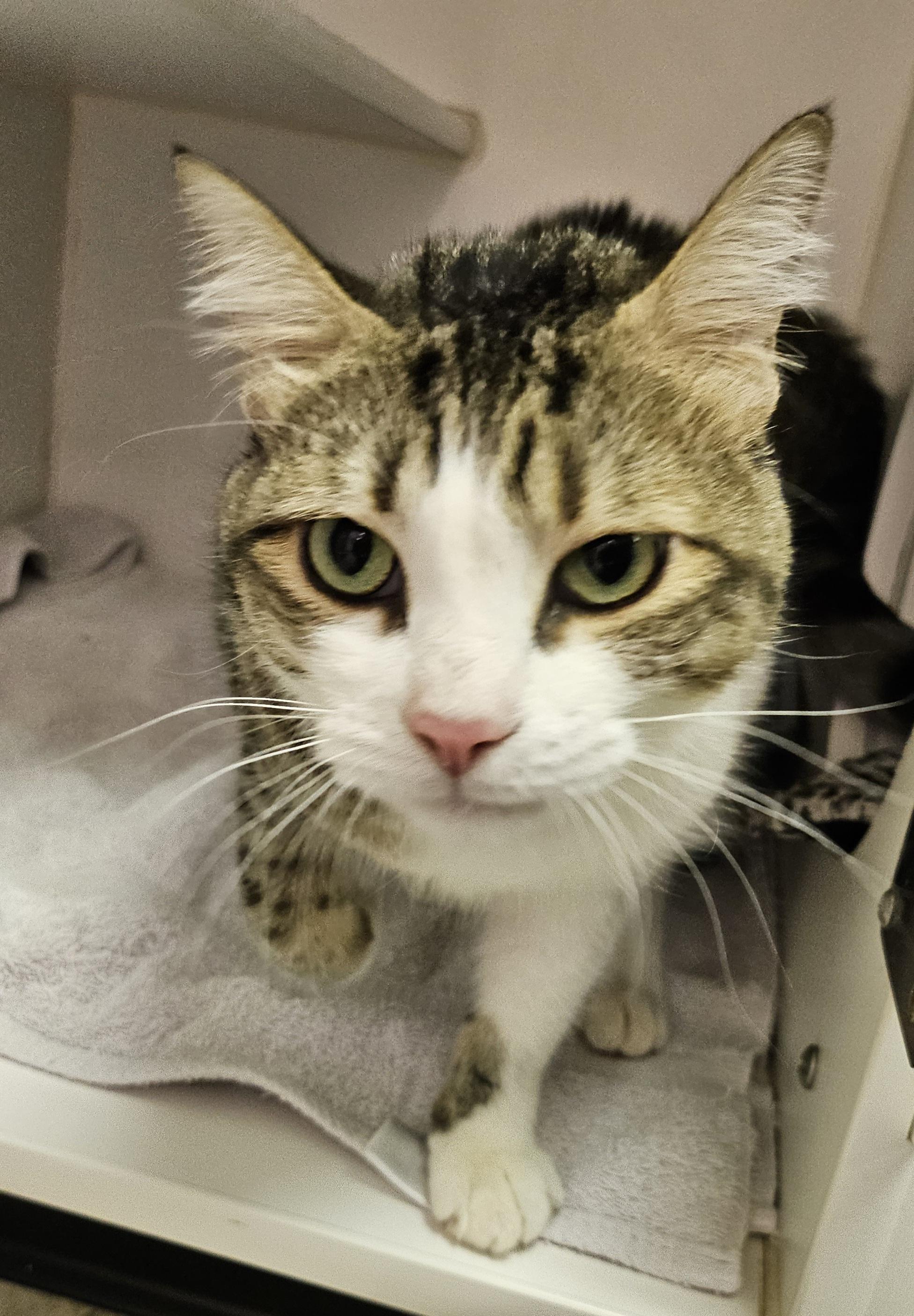 Harley-D, a Adopted Domestic Short Hair in Tucson, AZ image 3/3