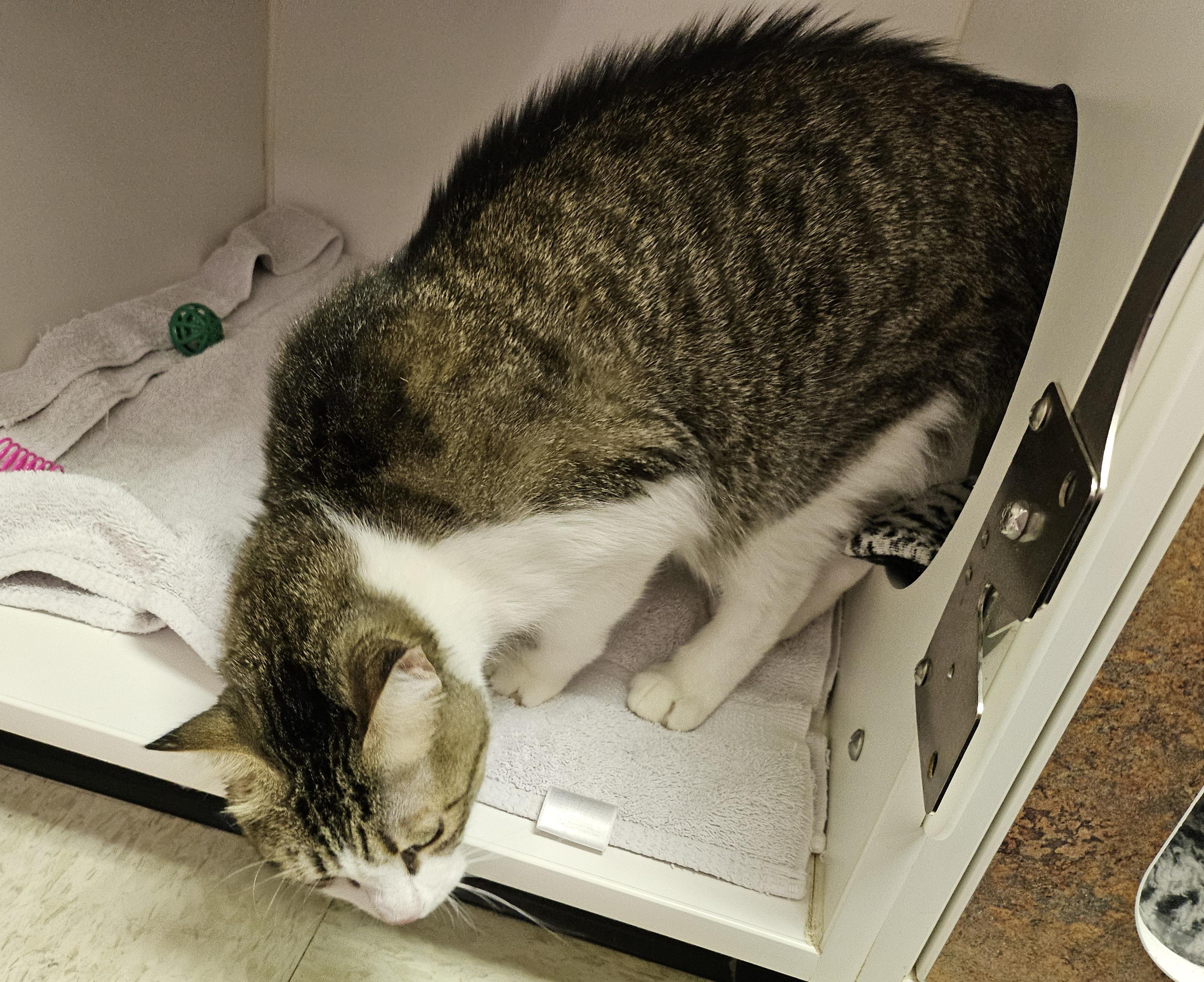 Harley-D, a Adopted Domestic Short Hair in Tucson, AZ image 2/3