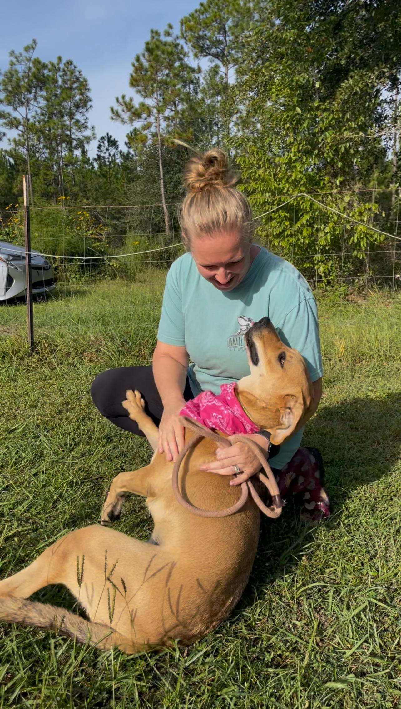 Enlarge Katie, a Adoptable mixed breed in Jacksonville, FL image 3/4