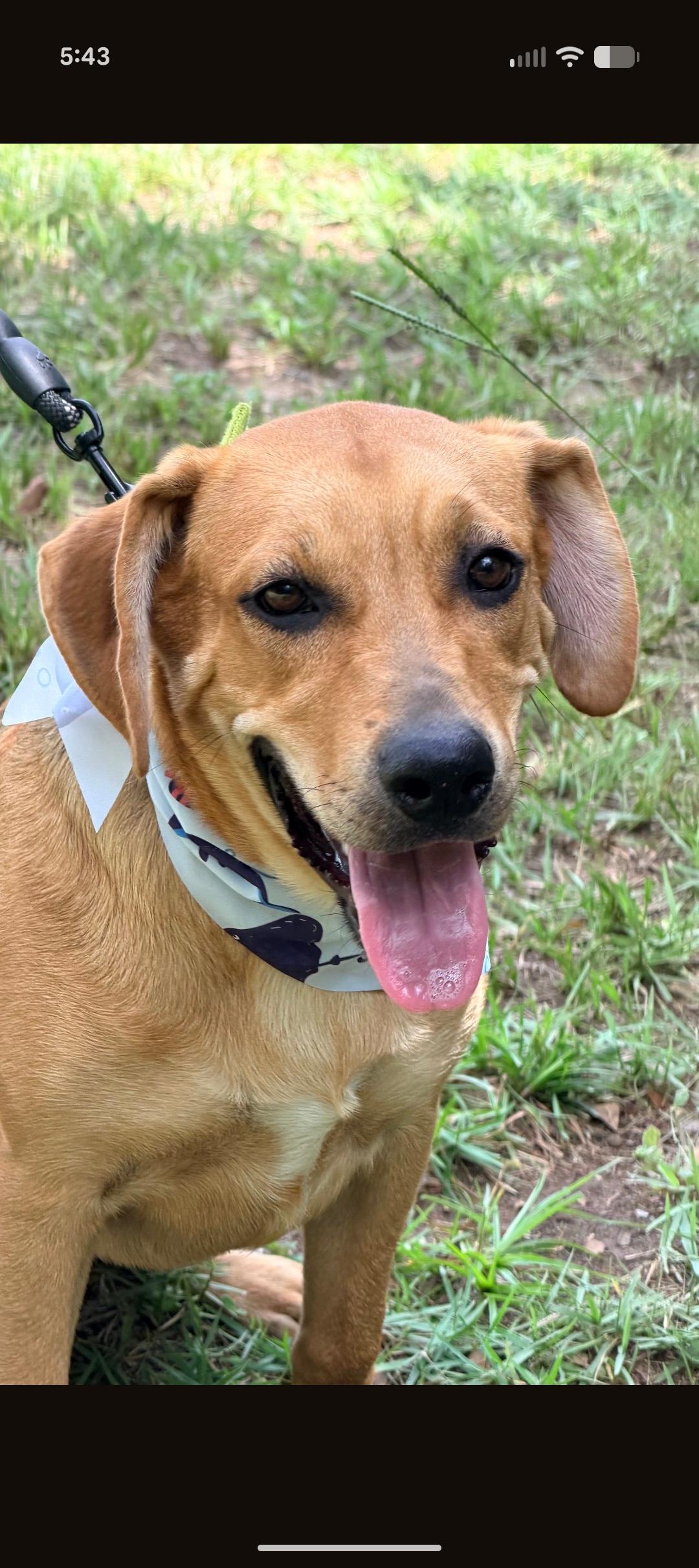 Katie, a ADOPTABLE mixed breed in Jacksonville, FL image 1/6
