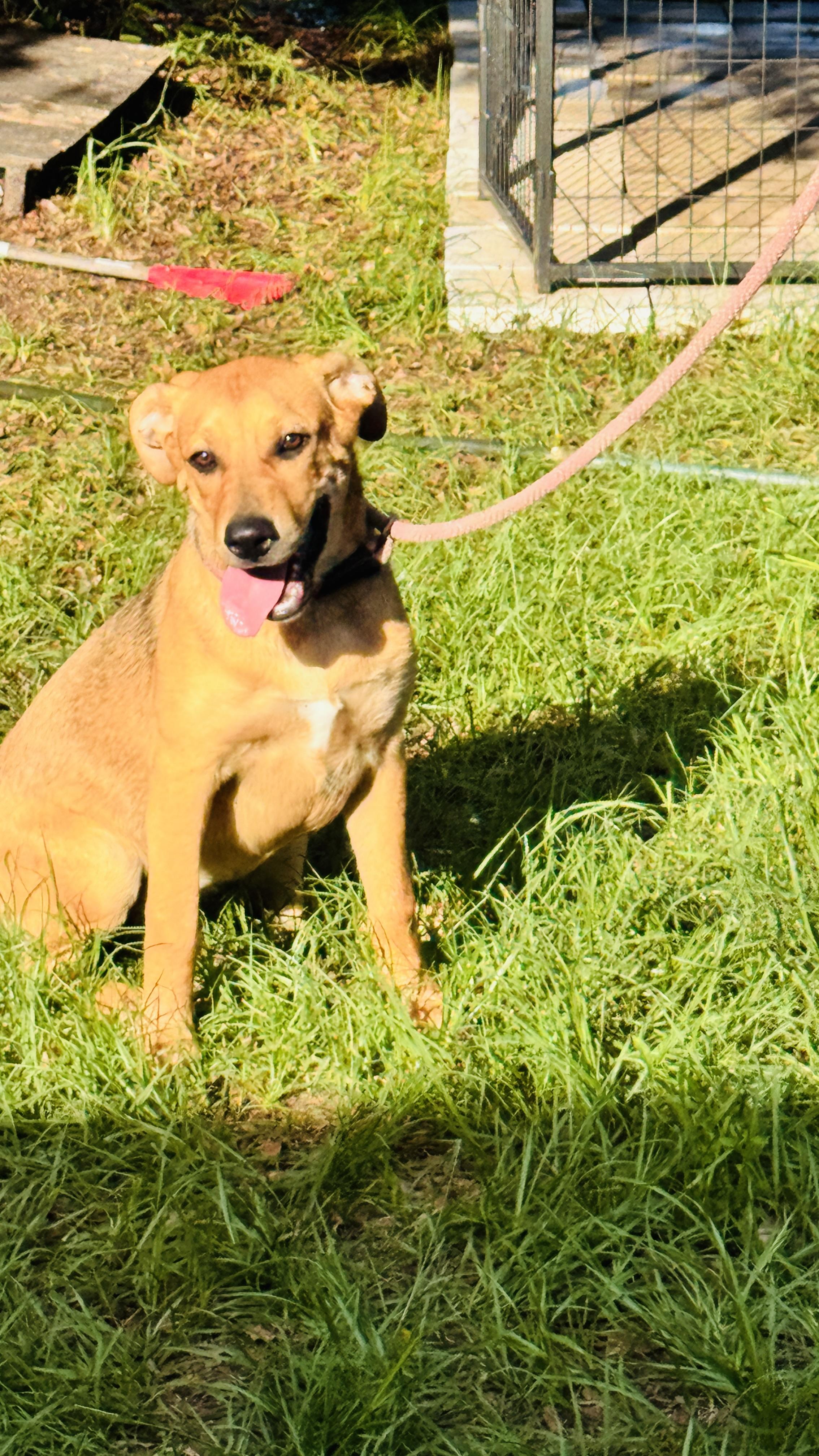 Enlarge Katie, a ADOPTABLE mixed breed in Jacksonville, FL image 5/5