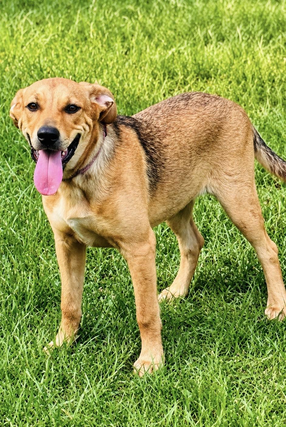 Katie, ADOPTABLE, Young Female Black Mouth Cur & German Shepherd Dog.