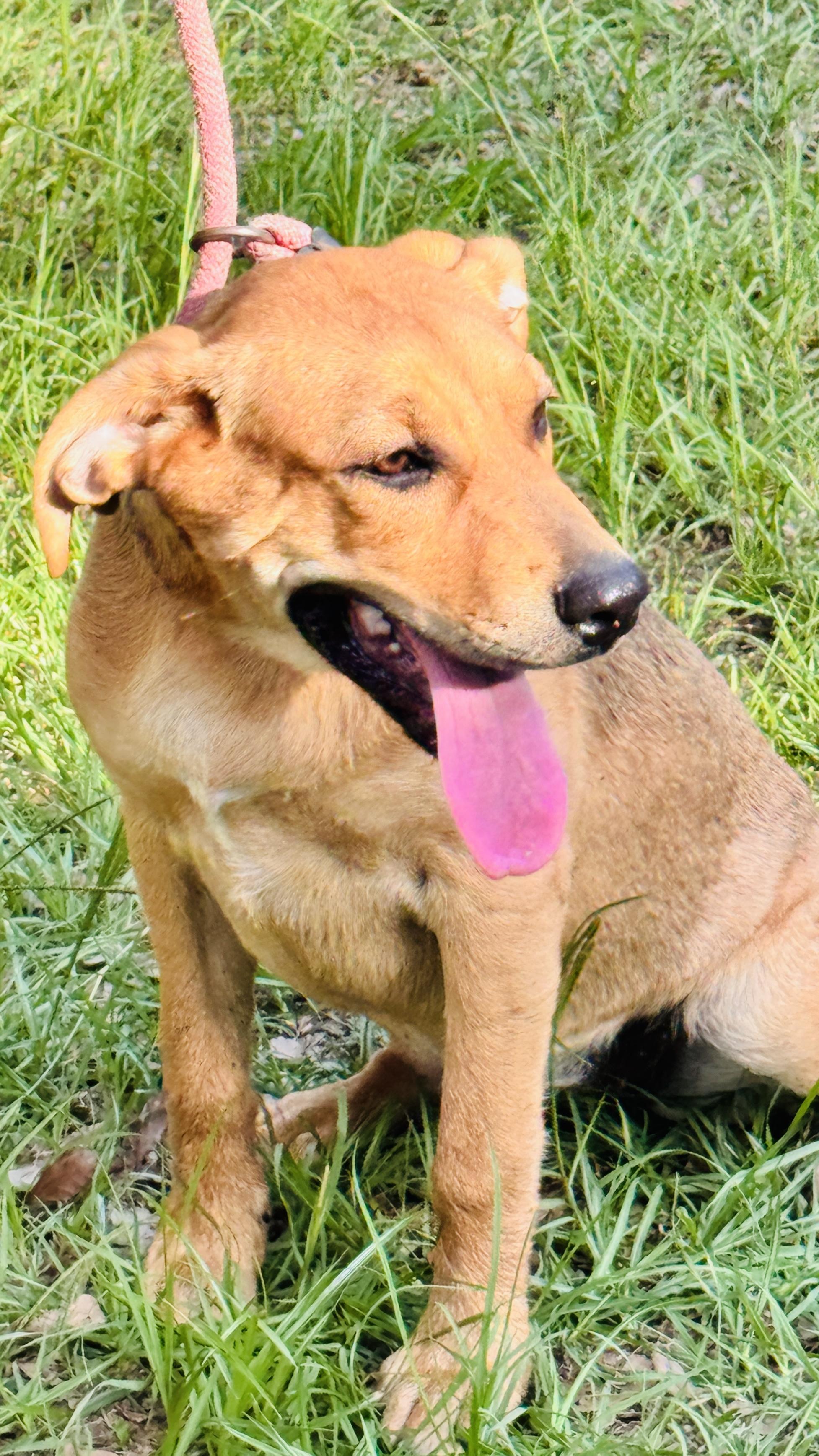 Enlarge Katie, a ADOPTABLE mixed breed in Jacksonville, FL image 2/5