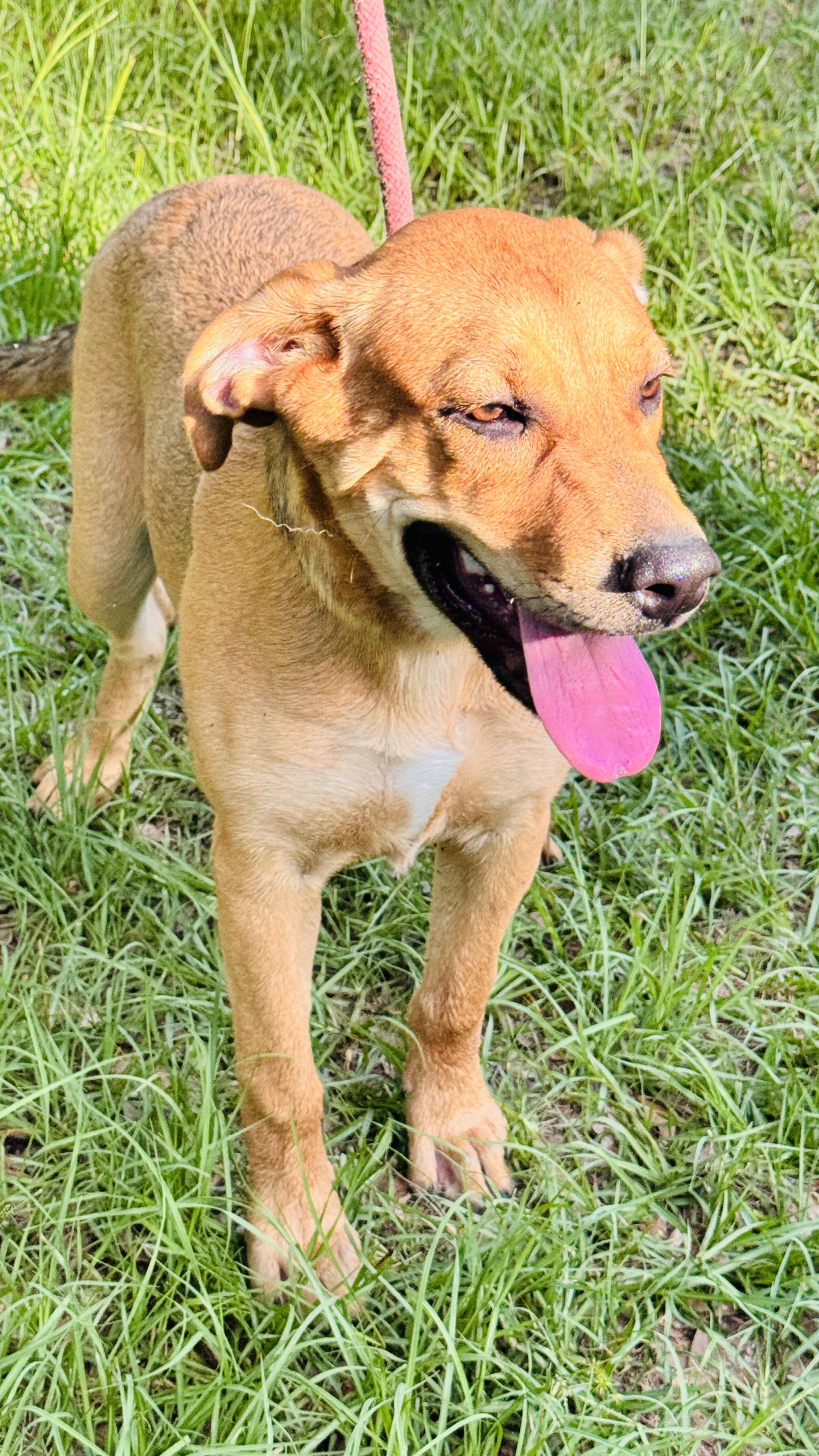 Enlarge Katie, a ADOPTABLE mixed breed in Jacksonville, FL image 4/5