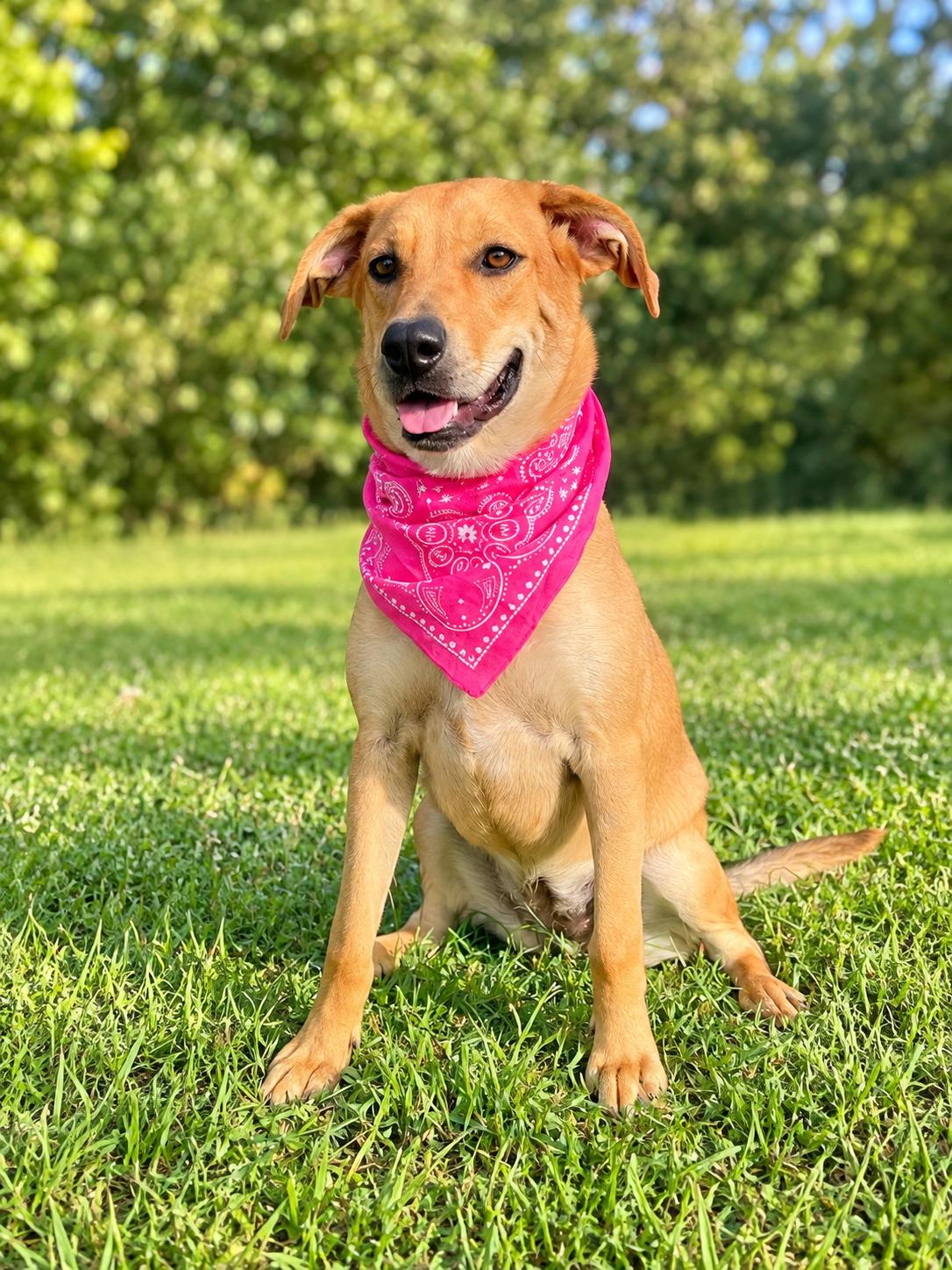 Katie, Adoptable, Young Female Black Mouth Cur & Shepherd.