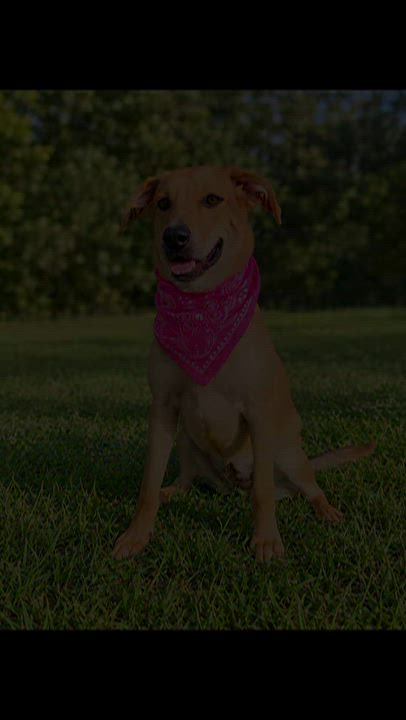 Enlarge Katie, a Adoptable mixed breed in Jacksonville, FL video 4/4