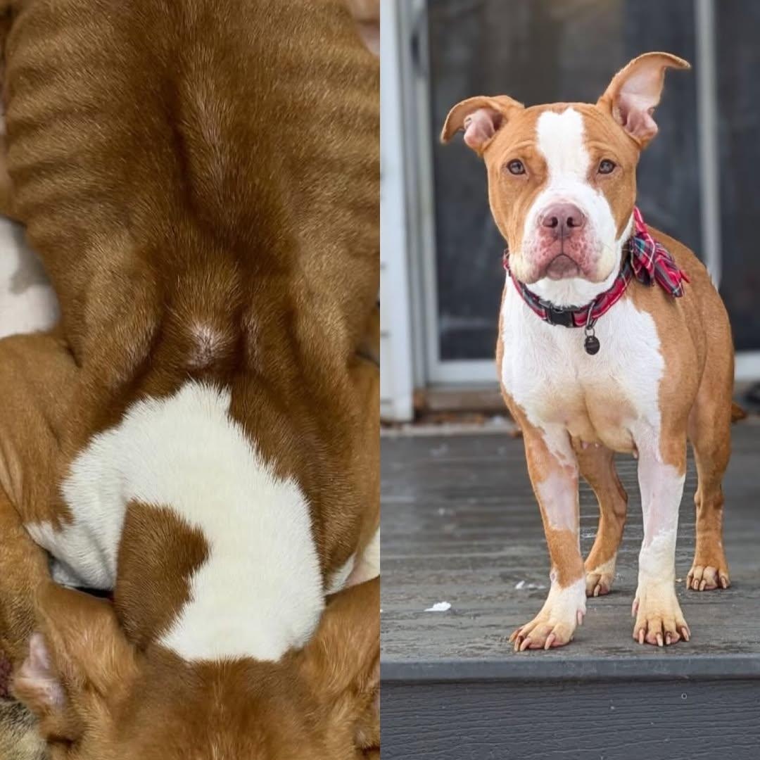 Cerise, adopted, Young Female Pit Bull Terrier.