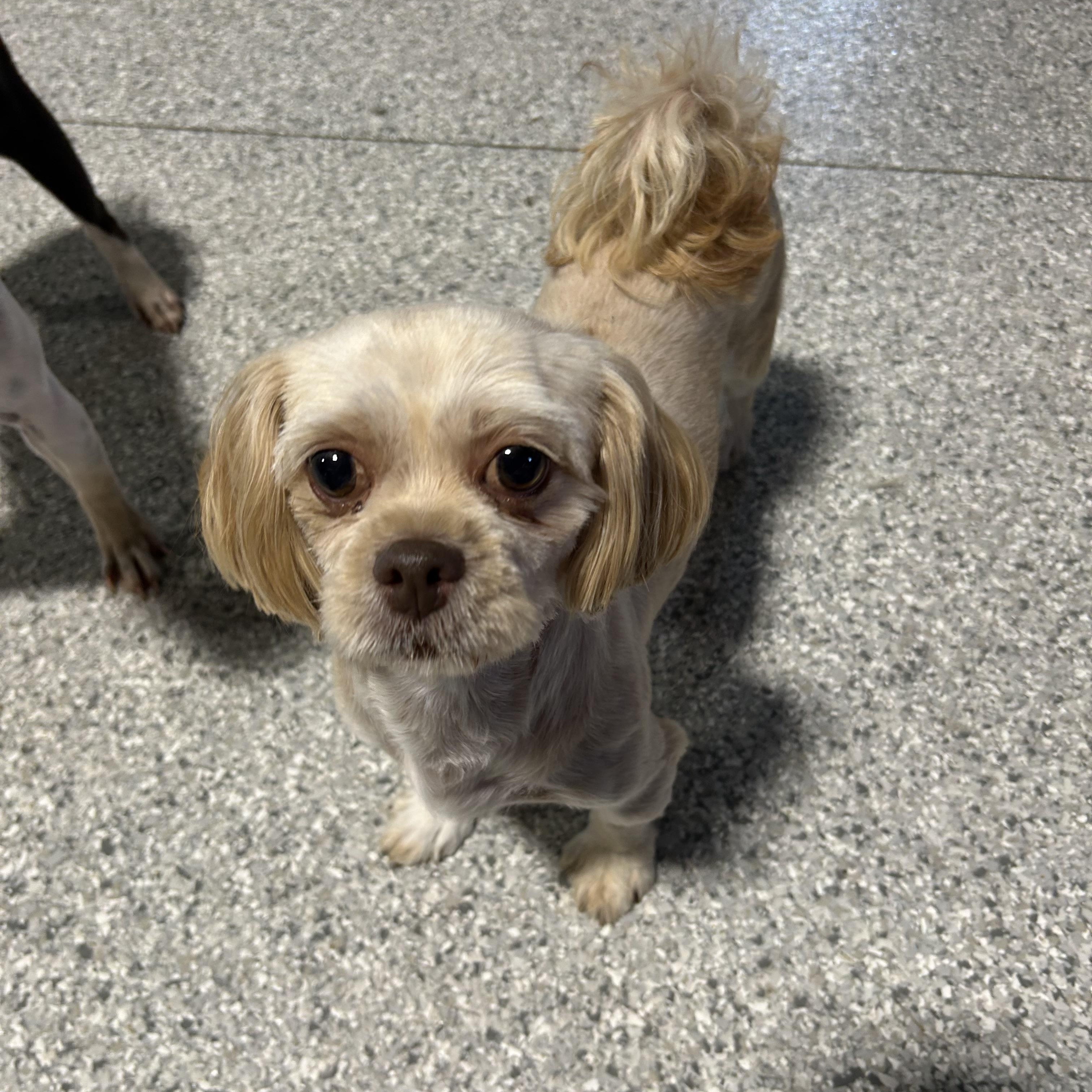 Enlarge Rosalie, a Adoptable Shih Tzu in Maumee , OH image 3/3