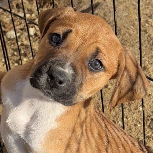 Kamilla, Adoptable, Puppy Female Boxer & Hound.