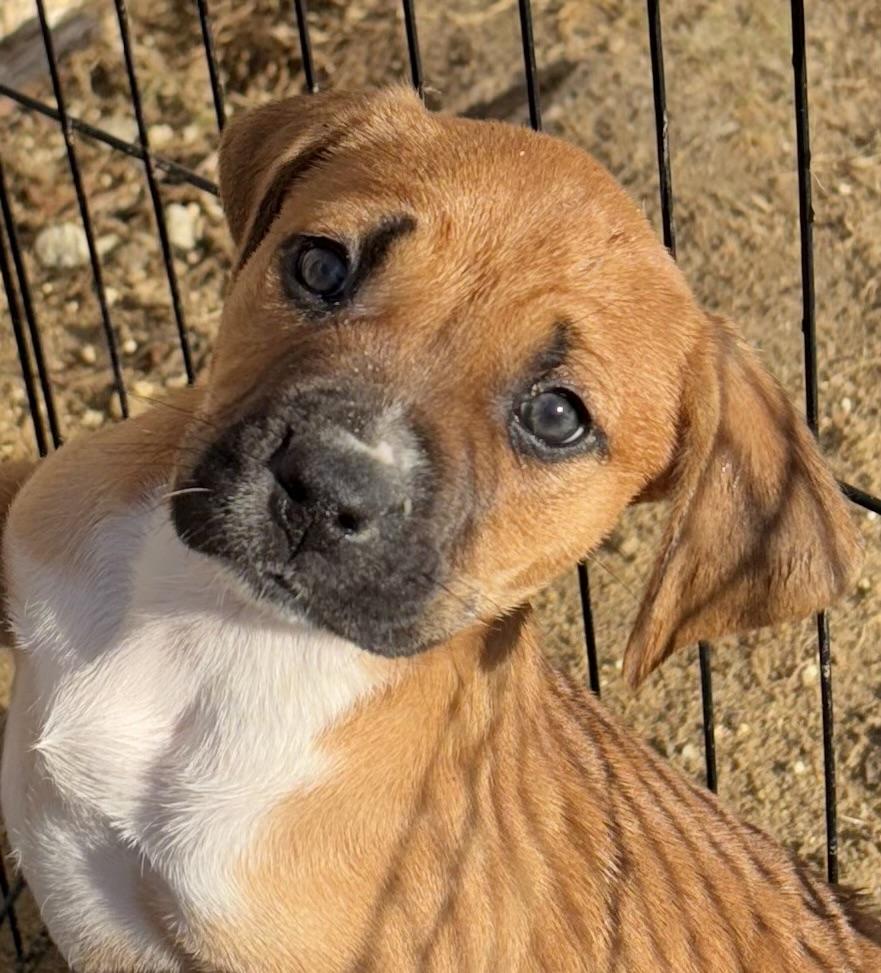 Kamilla, a Adoptable mixed breed in Sanford, NC image 2/5