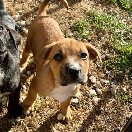 Kamilla, a Adoptable mixed breed in Sanford, NC image 3/5