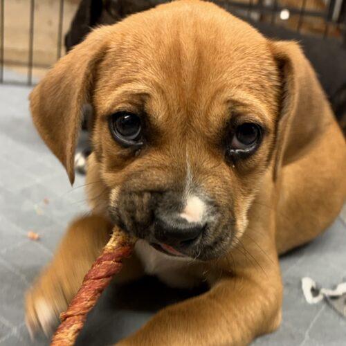 Kamilla, a Adoptable mixed breed in Sanford, NC image 4/5