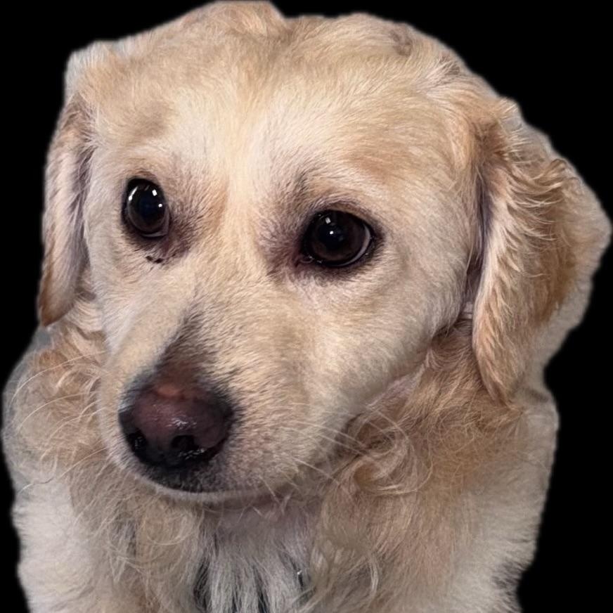 River, an adopted mixed breed in Little Elm, TX image 3/4