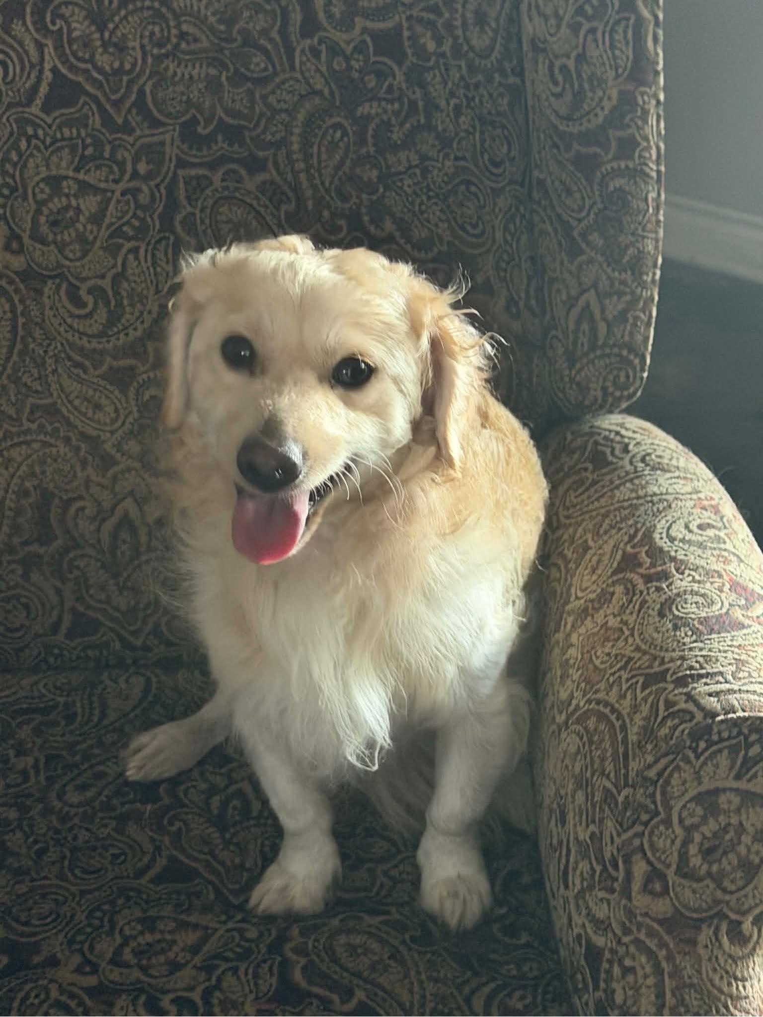 River, an adopted mixed breed in Little Elm, TX image 1/4