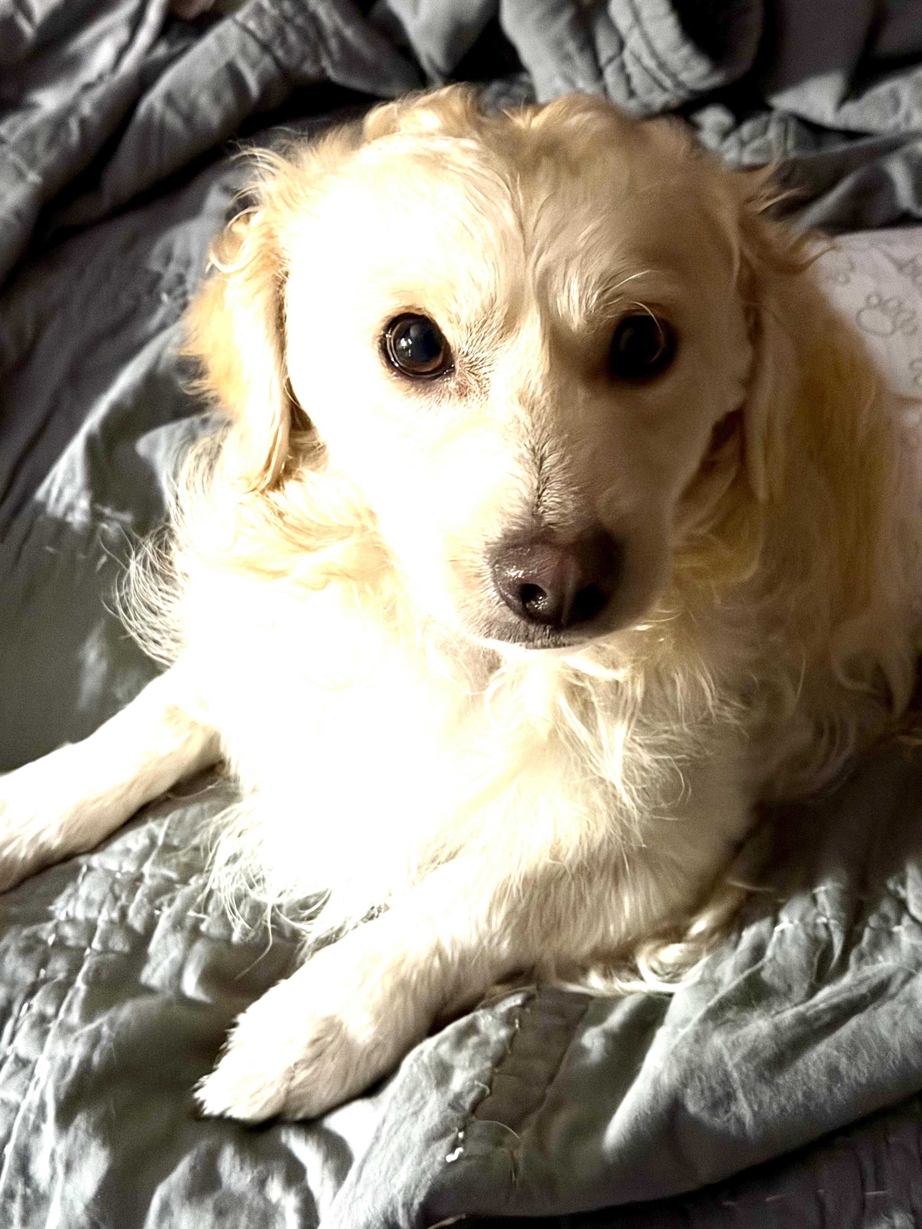 River, an adopted mixed breed in Little Elm, TX image 2/4