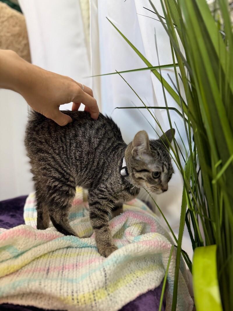 Cat for adoption Bronx New York, a Domestic Short Hair & Tabby Mix in