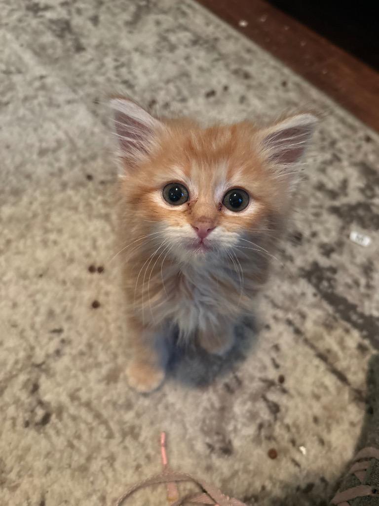 Nala, Adoptable, Kitten Female Domestic Long Hair.