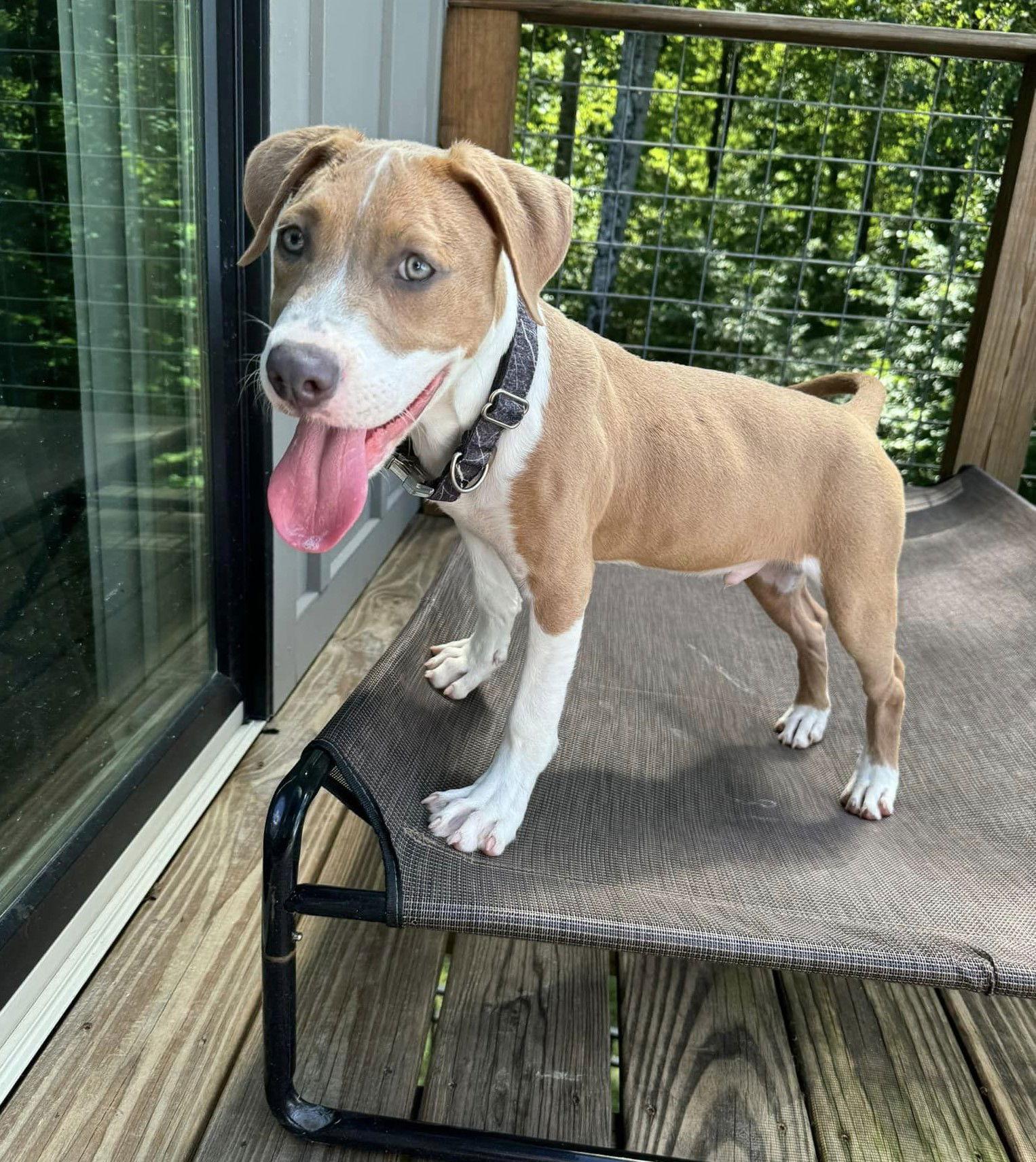 Enlarge McCoy, a Adoptable Mixed Breed in Indianapolis, IN image 1/2