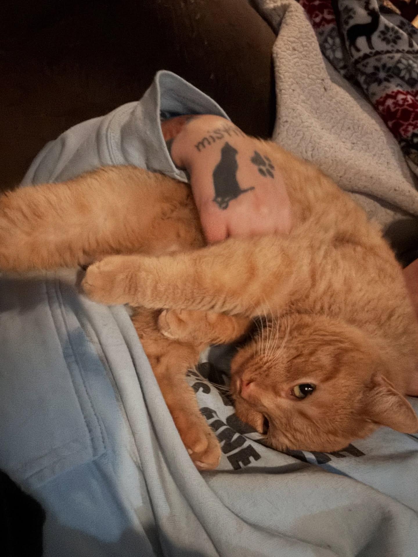 Enlarge Spyro, a ADOPTABLE Domestic Short Hair in Rochester, NY image 2/3