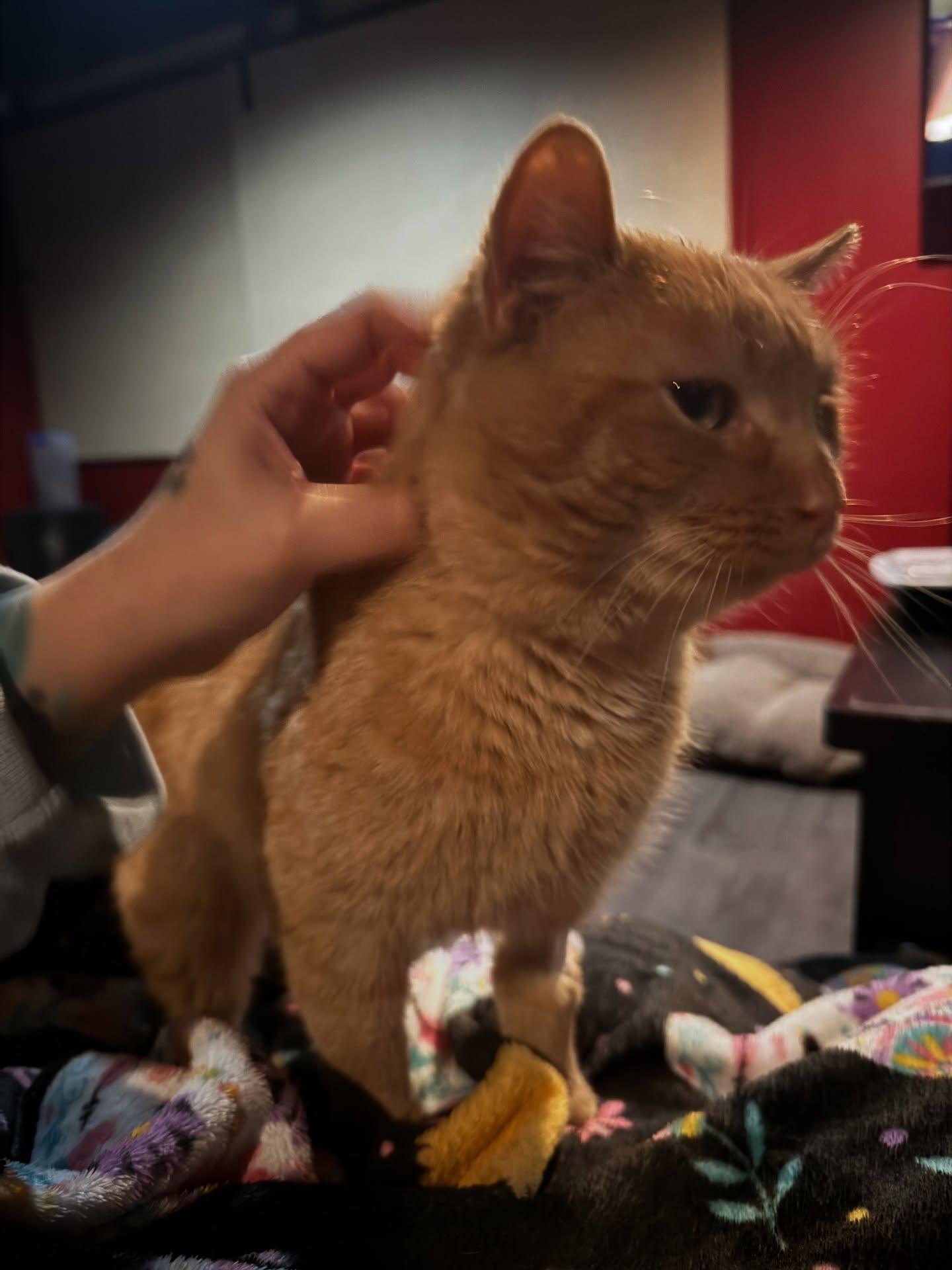 Enlarge Spyro, a ADOPTABLE Domestic Short Hair in Rochester, NY image 3/3