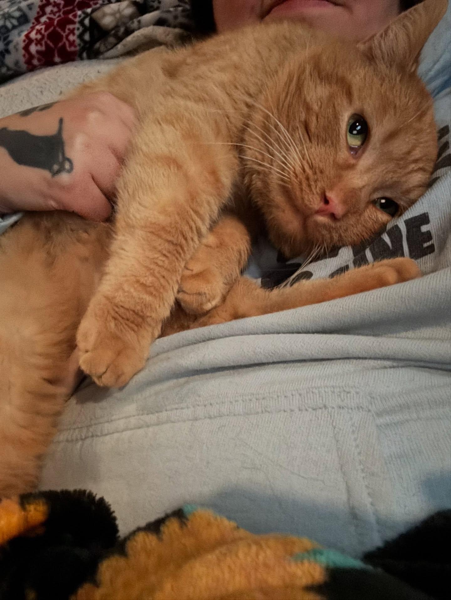 Spyro, ADOPTABLE, Adult Male Domestic Short Hair.