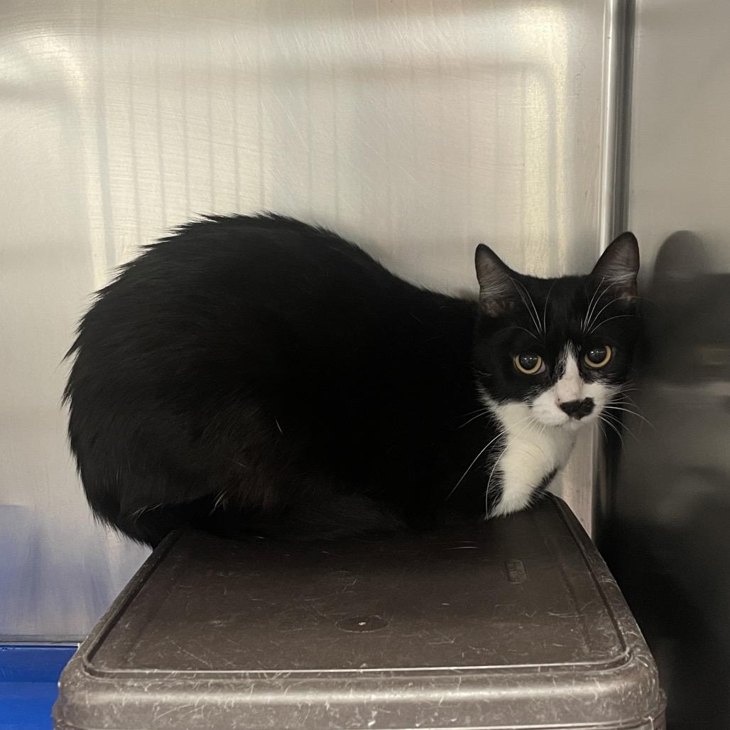 Enlarge Sapphire, a Adoptable Domestic Short Hair in Spokane, WA image 1/1