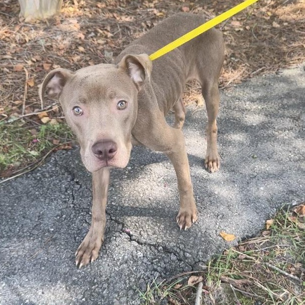 Maddox, ADOPTABLE, Puppy Male Pit Bull Terrier.