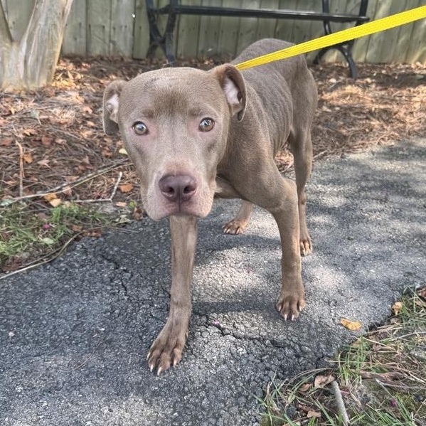 Maddox, a ADOPTABLE mixed breed in Valdosta, GA image 2/2