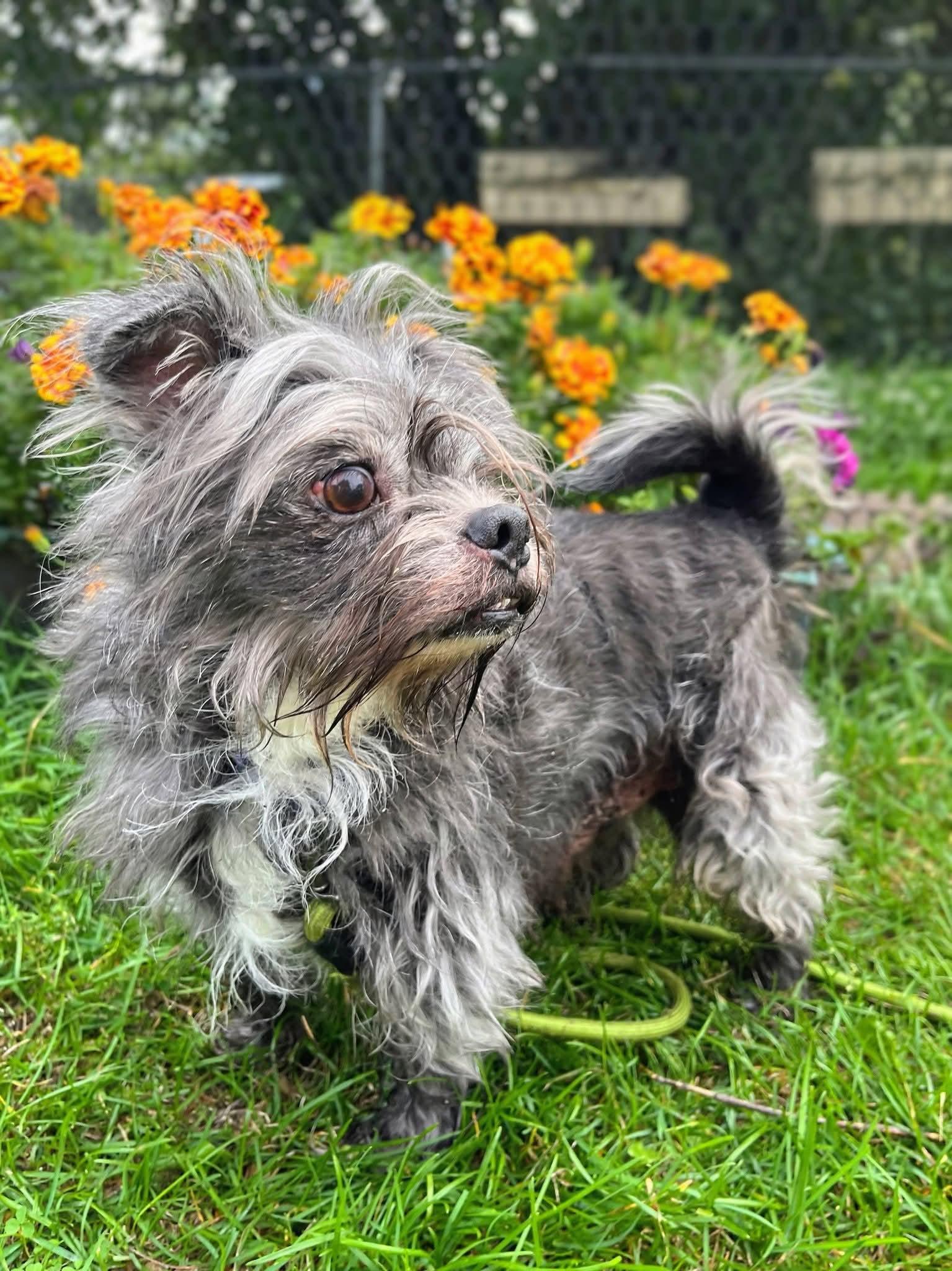 Enlarge Newt, a Adoptable mixed breed in Sawyer, ND image 2/4