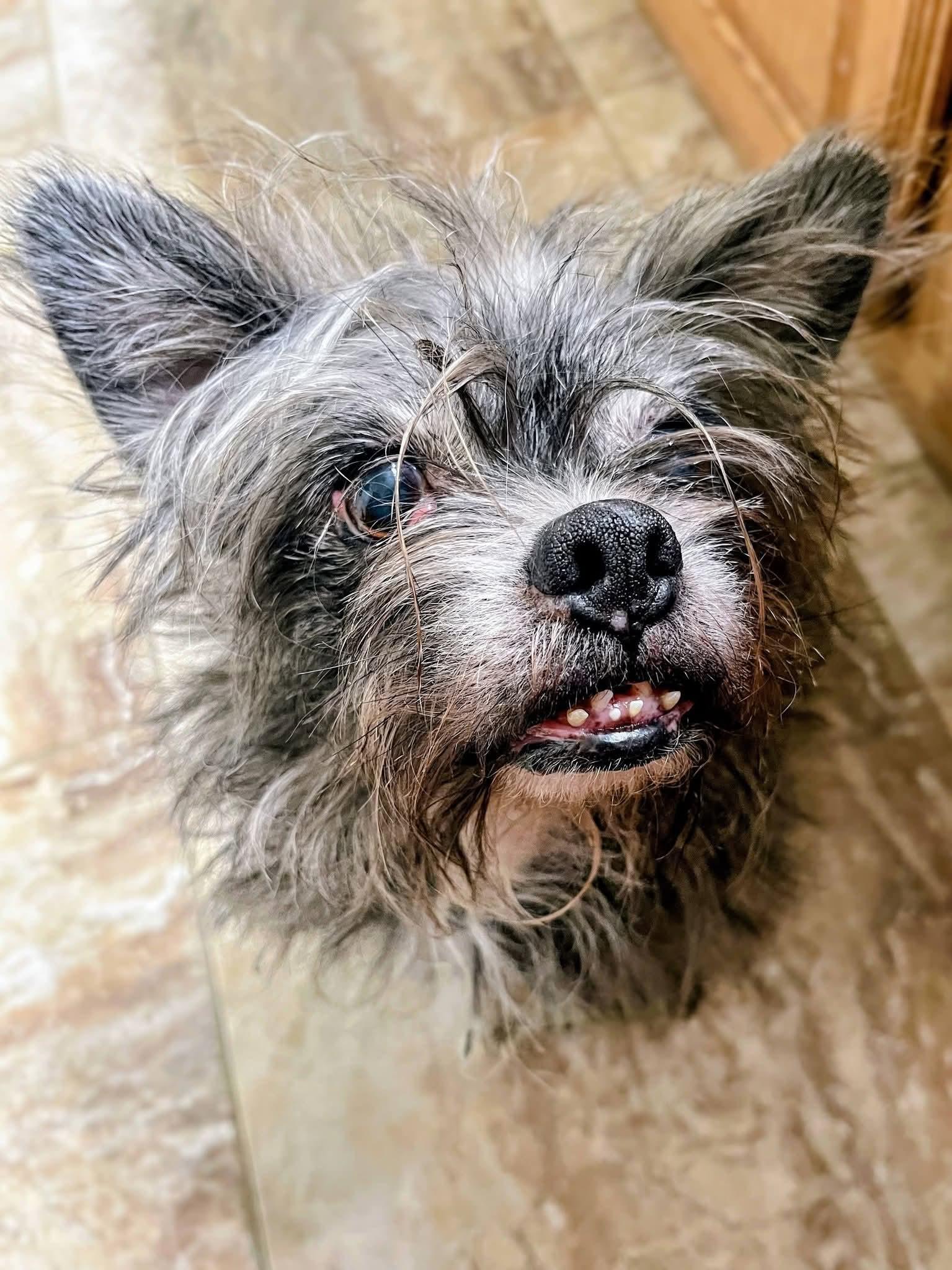 Enlarge Newt, a Adoptable mixed breed in Sawyer, ND image 1/4