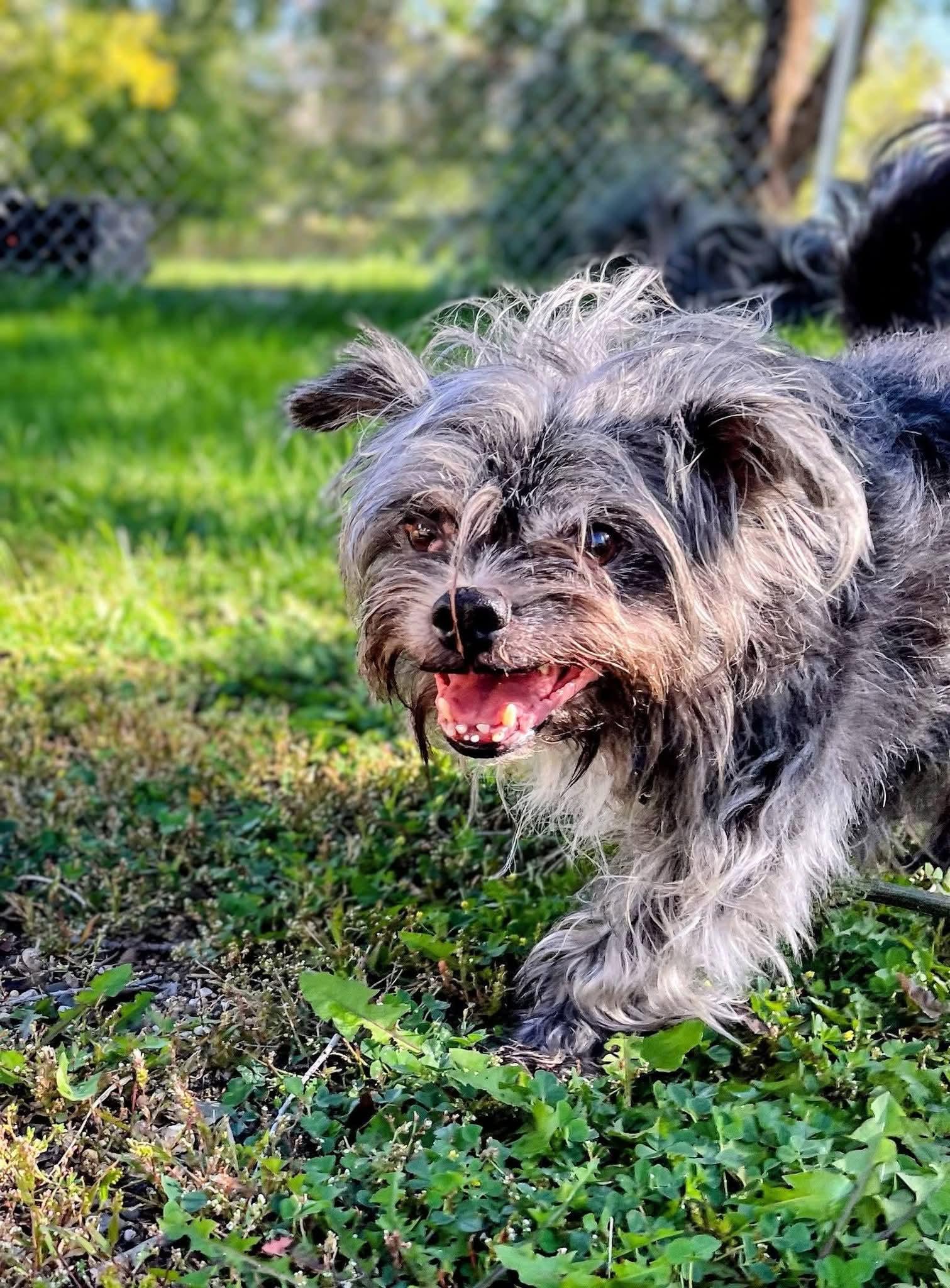 Enlarge Newt, a Adoptable mixed breed in Sawyer, ND image 4/4