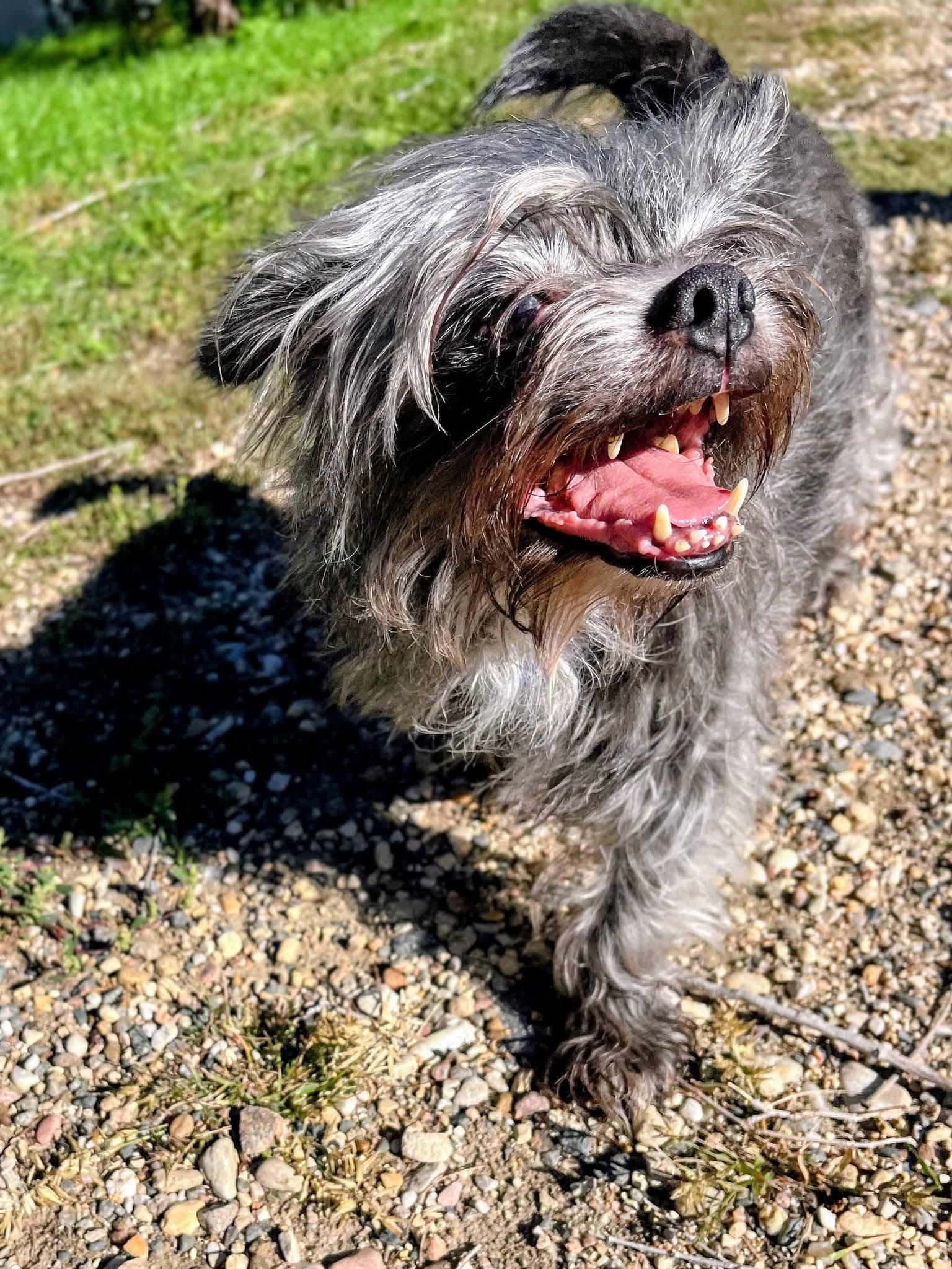 Enlarge Newt, a Adoptable mixed breed in Sawyer, ND image 3/4