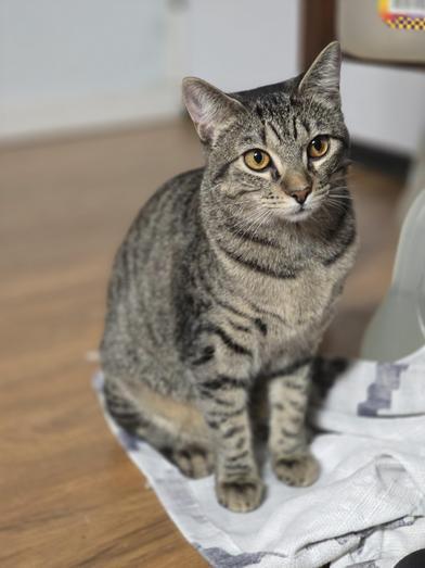 Violet — thumbnail 2