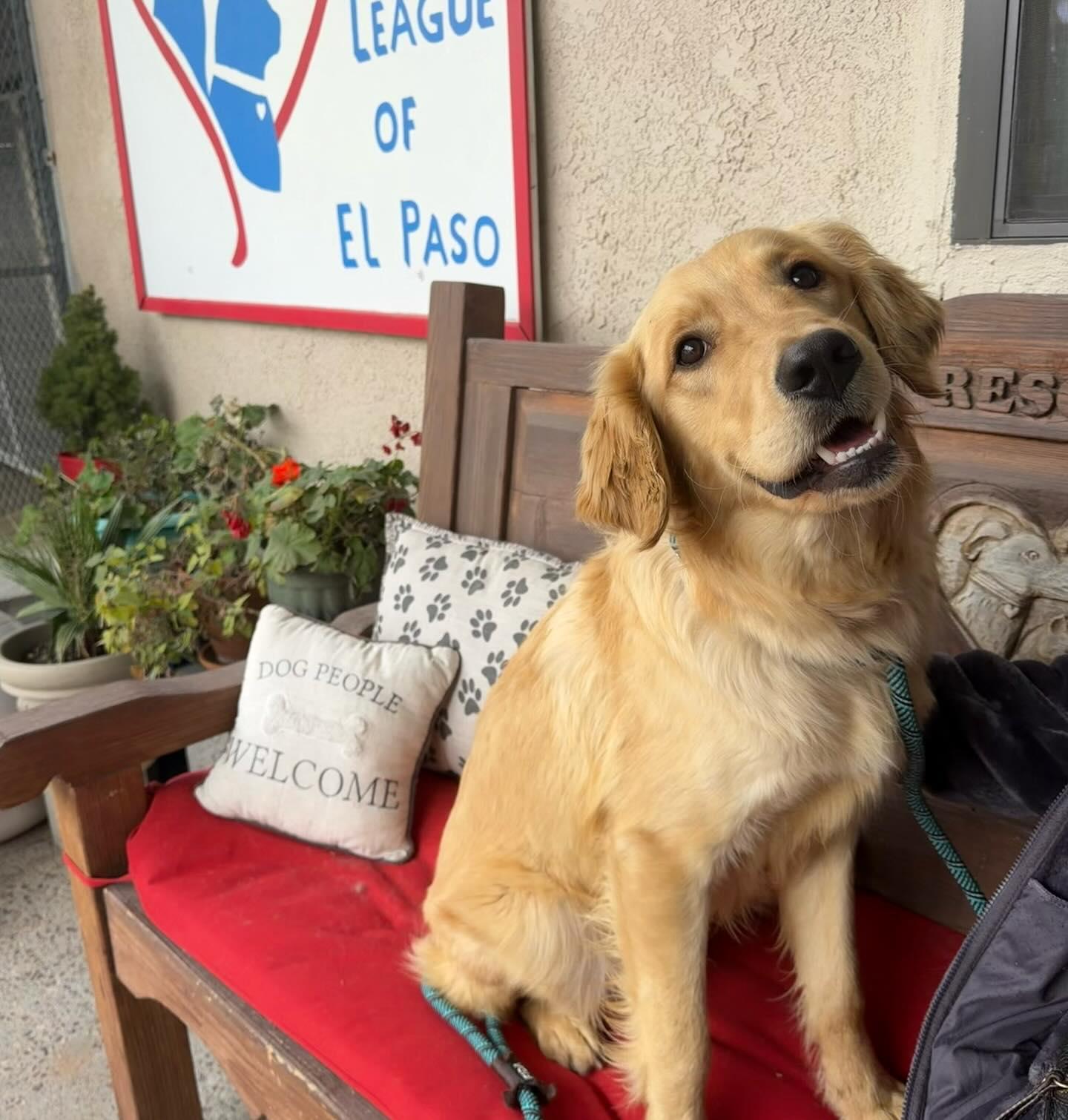Enlarge Ryker, an adopted Golden Retriever in El Paso, TX image 1/6