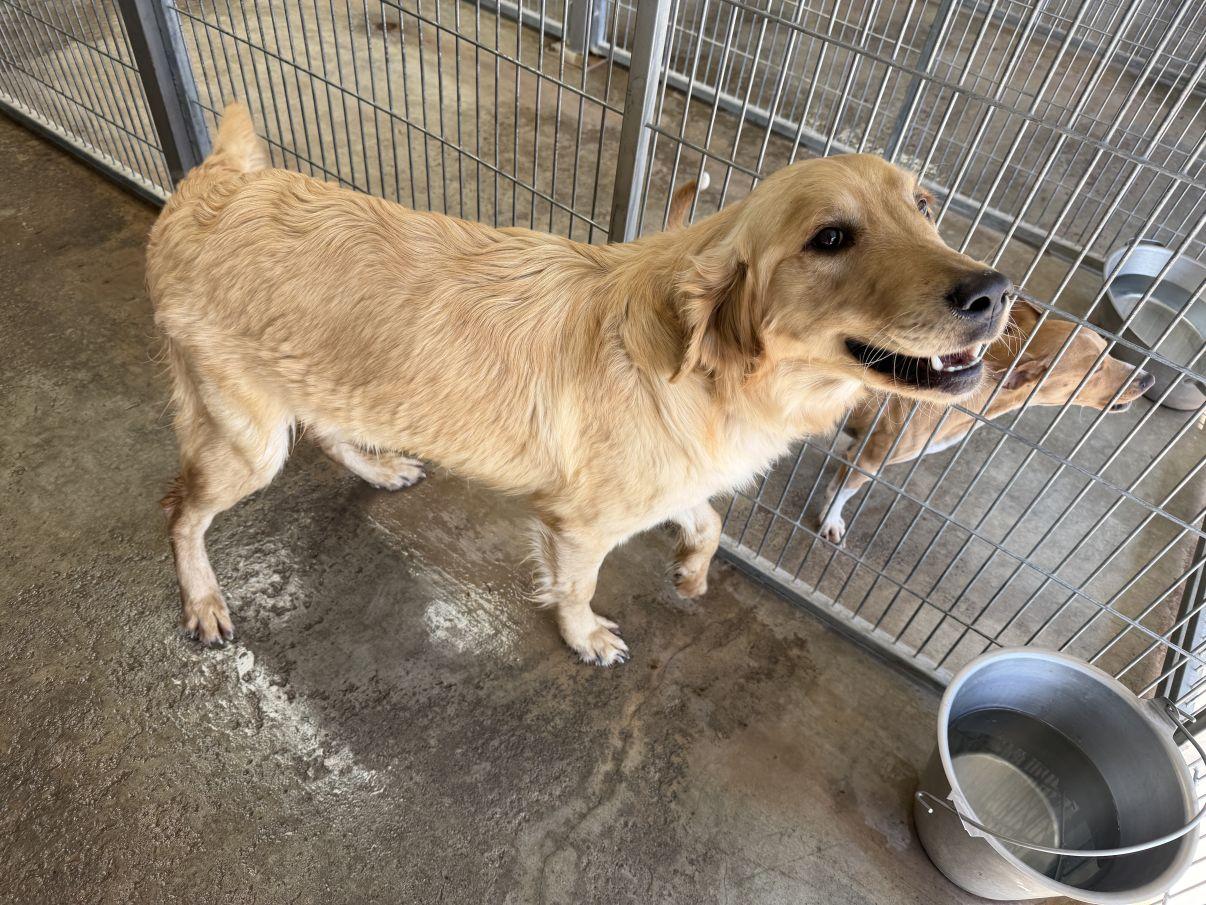 Enlarge Ryker, an adopted Golden Retriever in El Paso, TX image 6/6