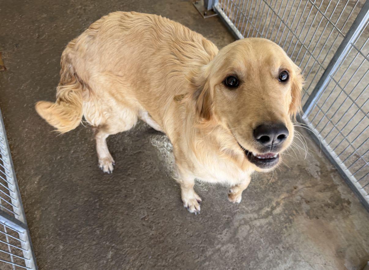 Enlarge Ryker, an adopted Golden Retriever in El Paso, TX image 3/6