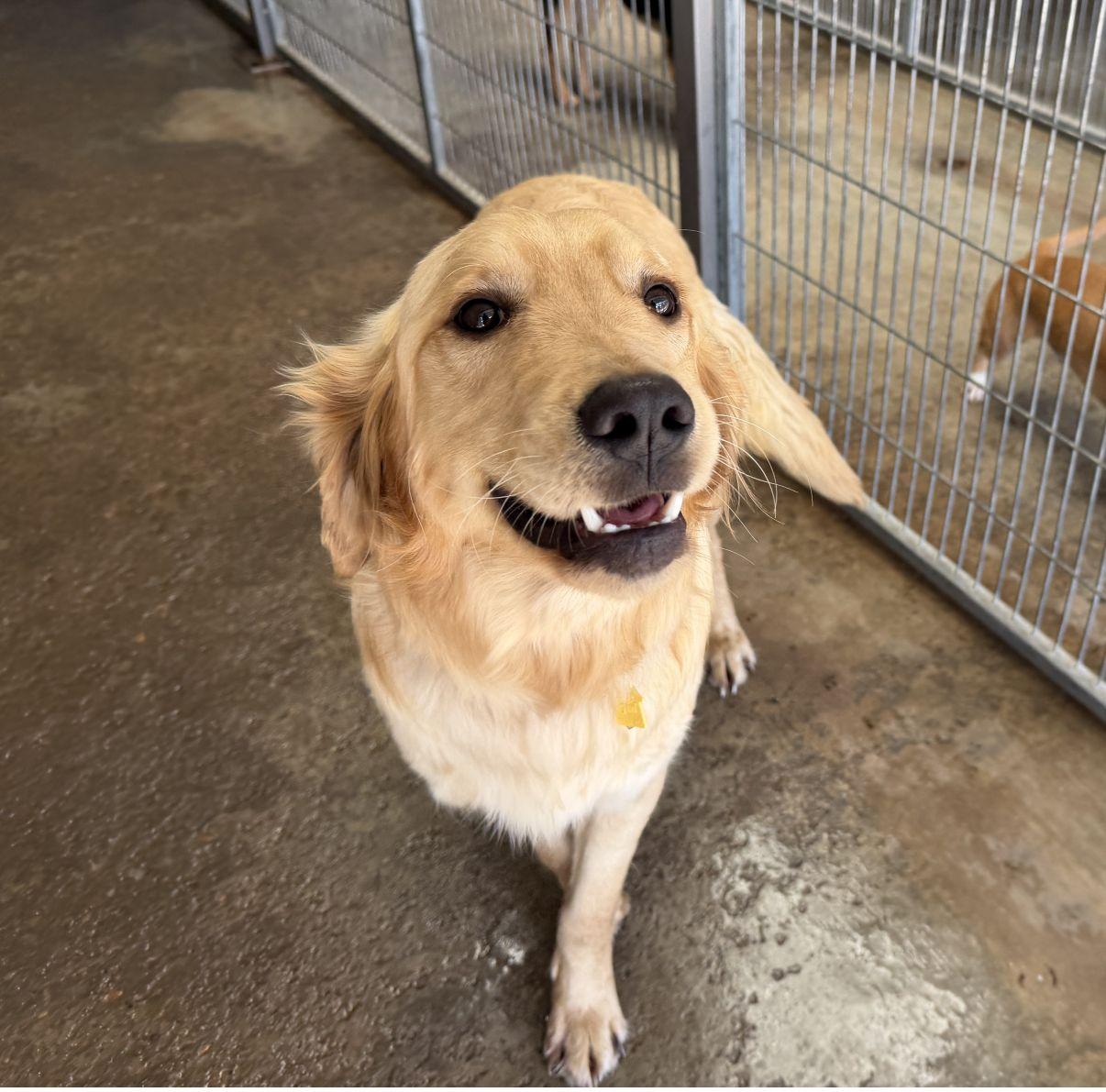 Enlarge Ryker, an adopted Golden Retriever in El Paso, TX image 2/6