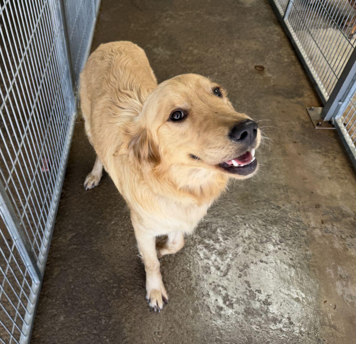 Enlarge Ryker, an adopted Golden Retriever in El Paso, TX image 4/6