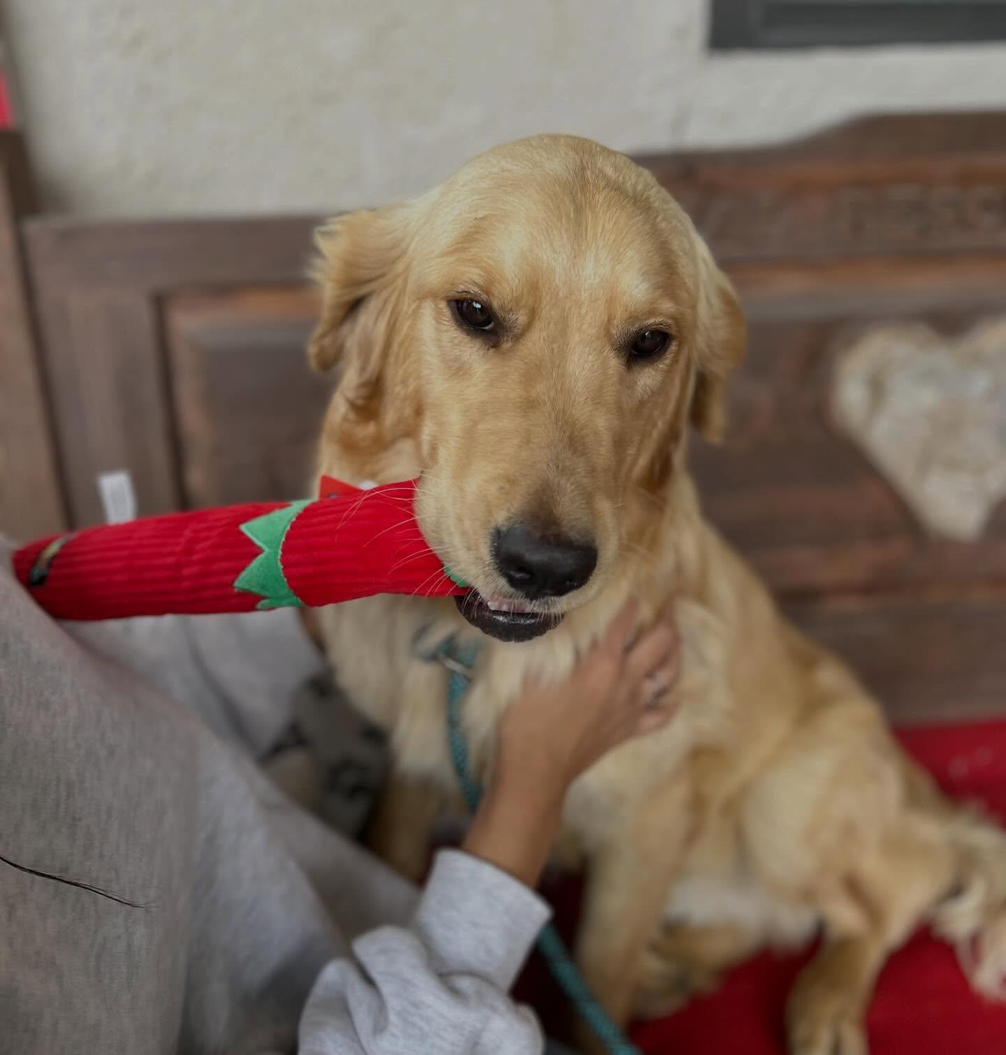 Enlarge Ryker, an adopted Golden Retriever in El Paso, TX image 5/6